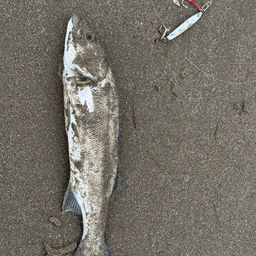 セイゴ（マルスズキ）