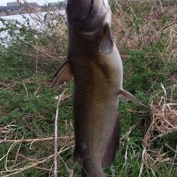 アメリカナマズ