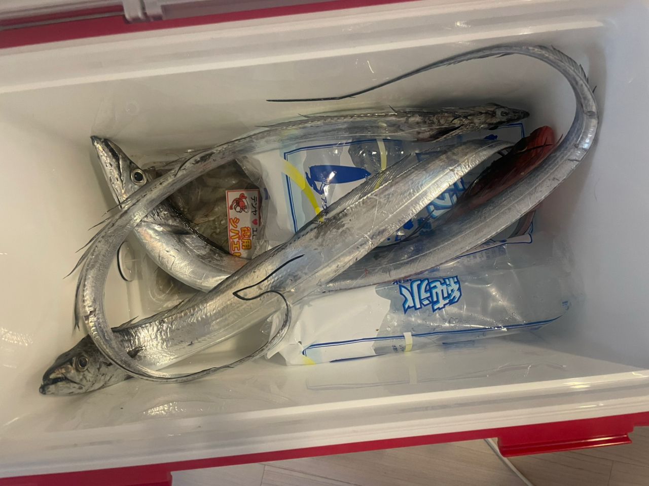 タチウオ