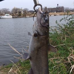 アメリカナマズ