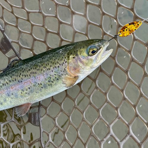 ニジマスの釣果