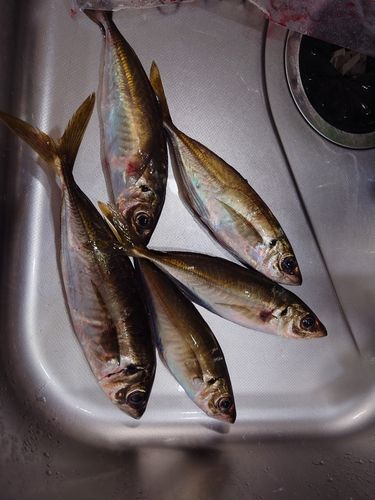 マアジの釣果