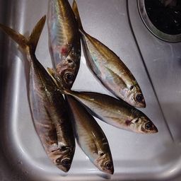 マアジ