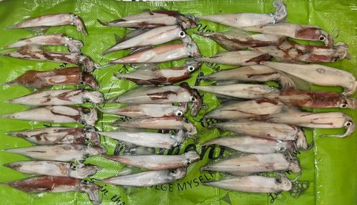 ササイカの釣果