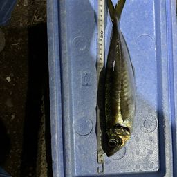 アジ