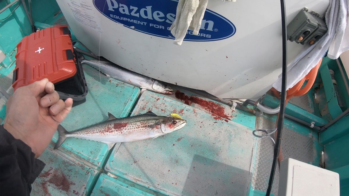 YOBOさんの釣果 2枚目の画像