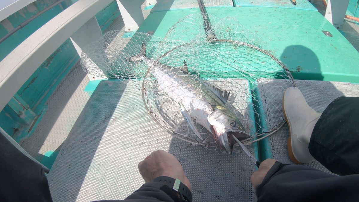 YOBOさんの釣果 3枚目の画像