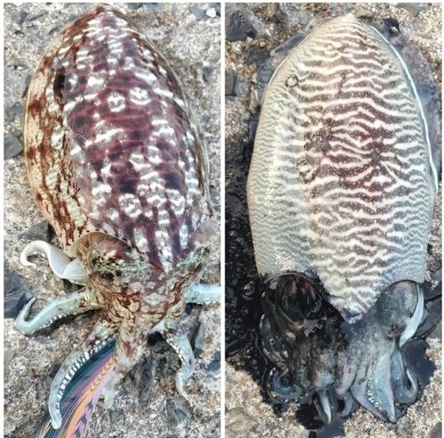 コウイカの釣果