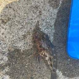 カサゴ
