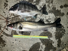 シーバスの釣果