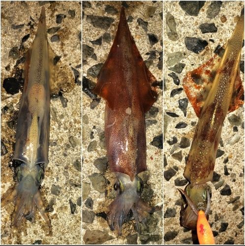 ヤリイカの釣果