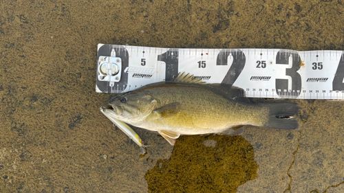 スモールマウスバスの釣果