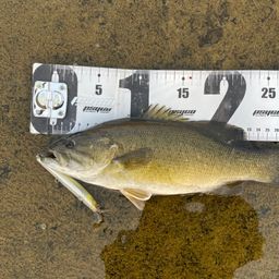 スモールマウスバス