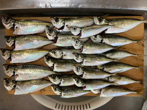 マアジの釣果
