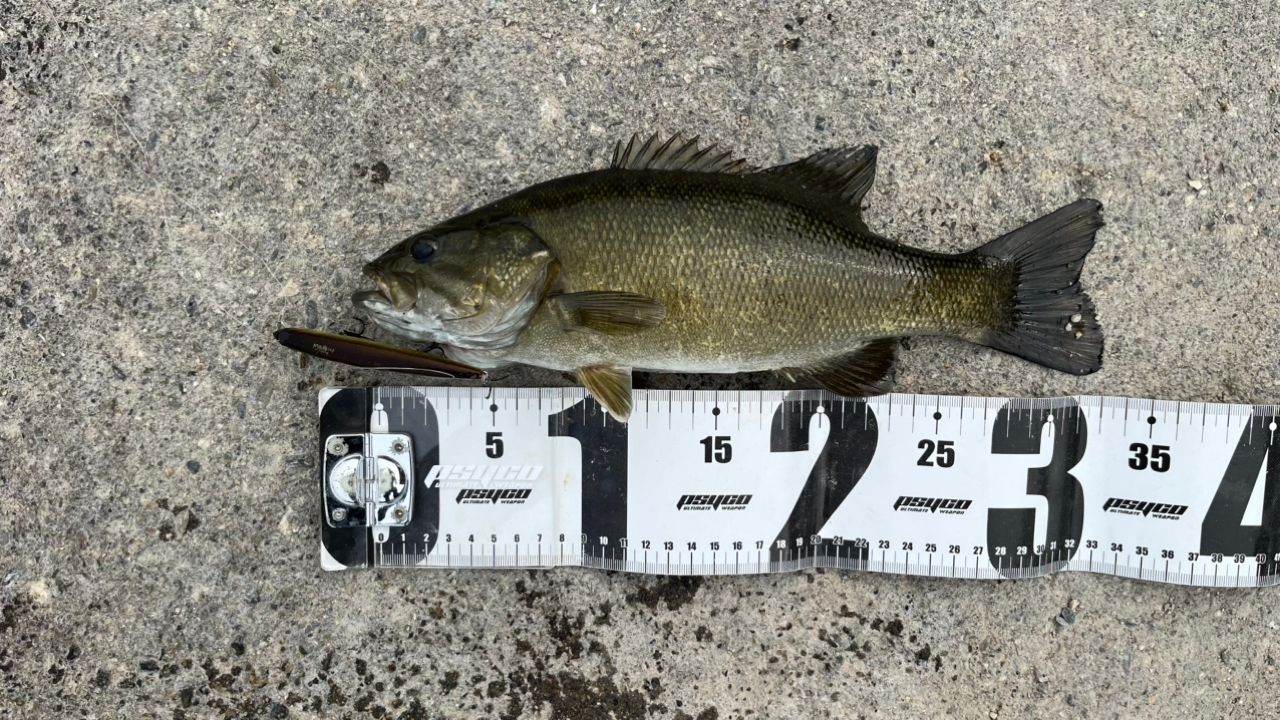 スモールマウスバス