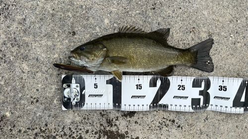 スモールマウスバスの釣果