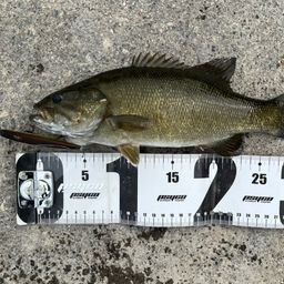 スモールマウスバス