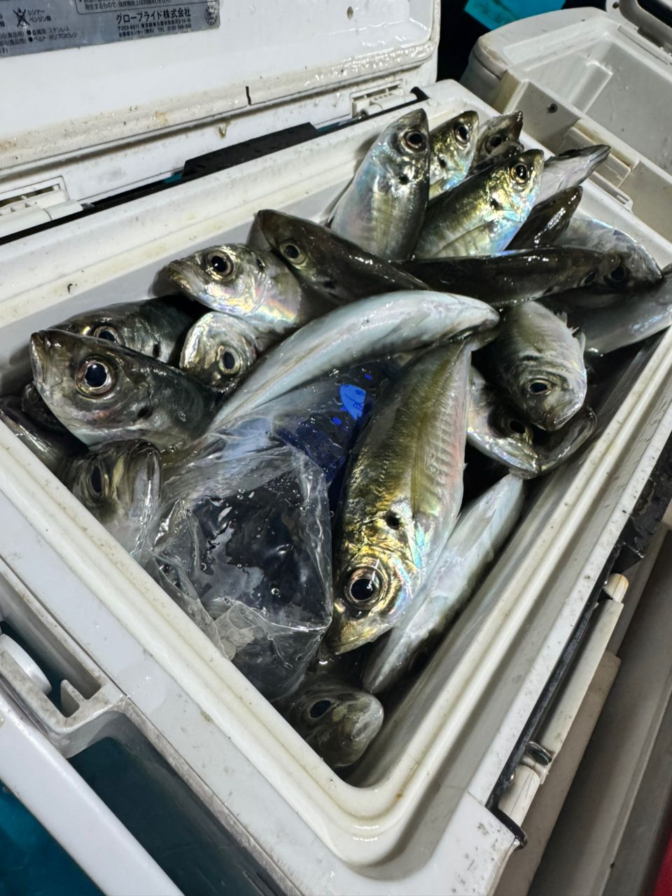 清和丸さんの釣果 3枚目の画像