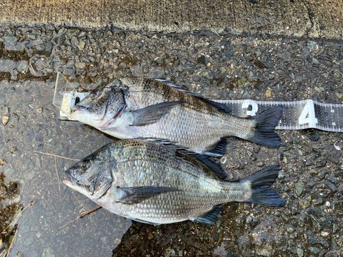 チヌの釣果