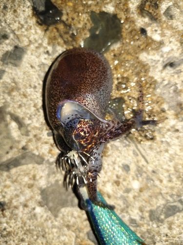ミミイカの釣果