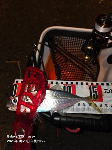 マアジの釣果