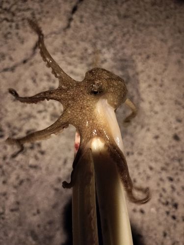 タコの釣果
