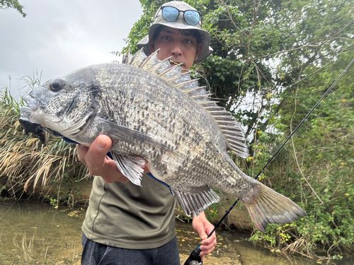 ミナミクロダイの釣果