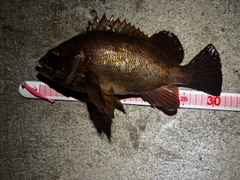 メバルの釣果