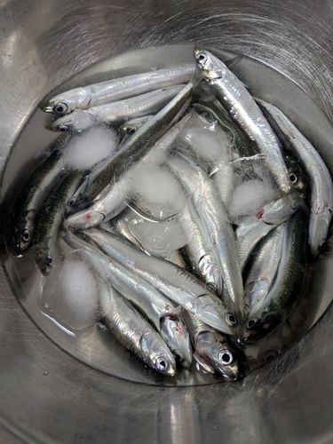 カタクチイワシの釣果