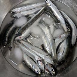 カタクチイワシ