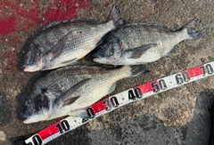 チヌの釣果