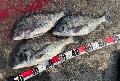 チヌの釣果