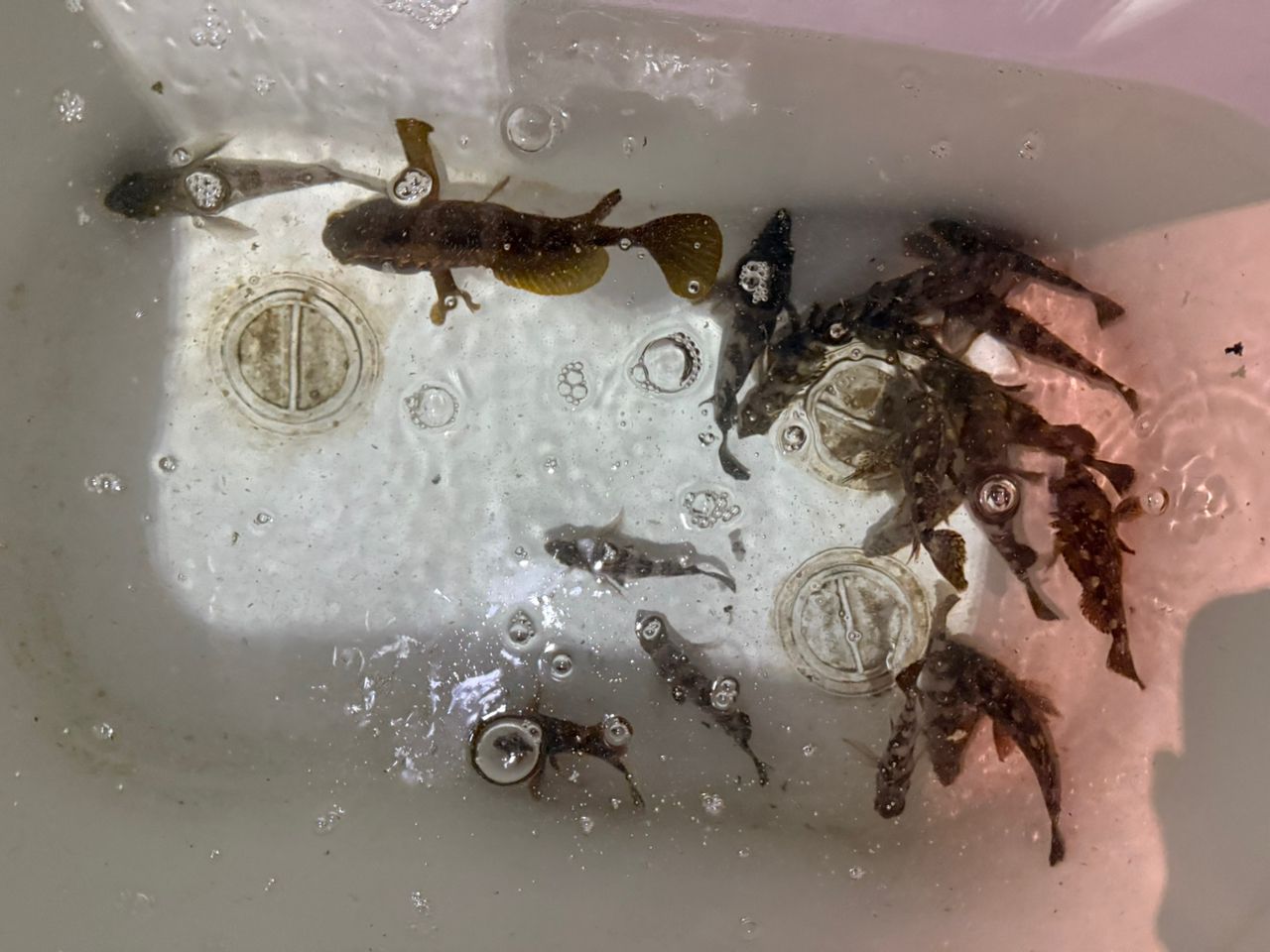 シロメバル