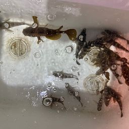 シロメバル