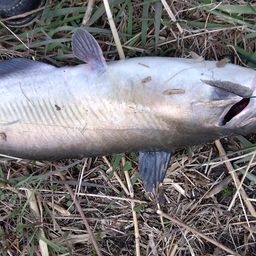 アメリカナマズ