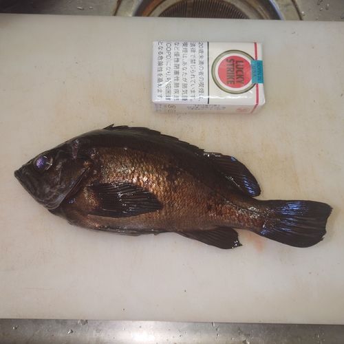 シロメバルの釣果