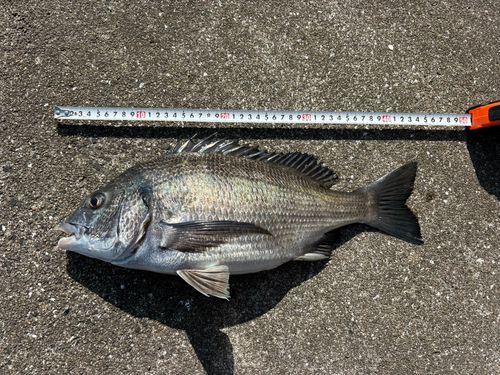 チヌの釣果