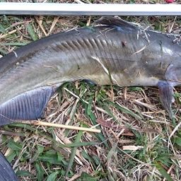 アメリカナマズ