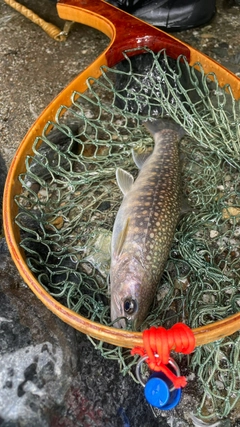 イワナの釣果