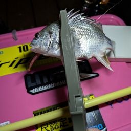 チヌ