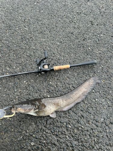 マナマズの釣果