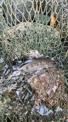 ヤマメの釣果