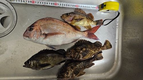 マダイの釣果