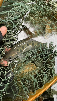 ヤマメの釣果