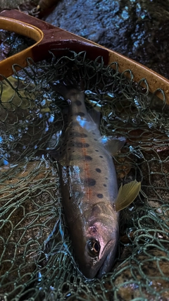 ヤマメの釣果