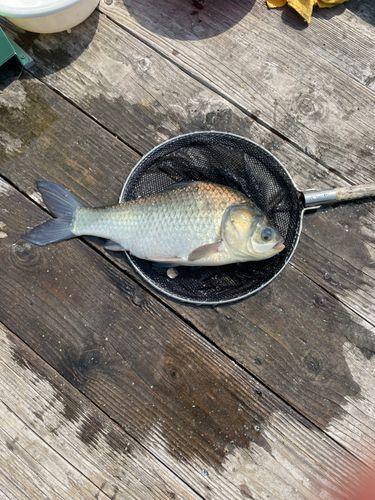 ヘラブナの釣果