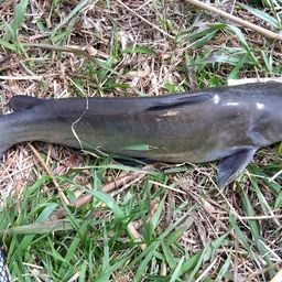 アメリカナマズ