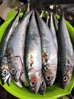 サバの釣果