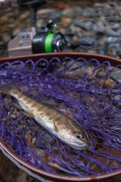 ヤマメの釣果