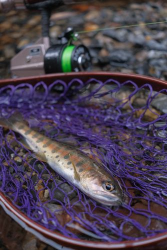 ヤマメの釣果